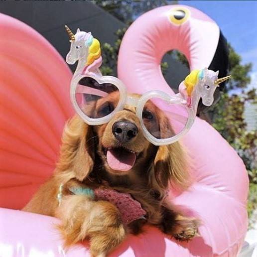 These Sunnypups prove - dogs are a man's (and float's) best friend - SUNNYLiFE US