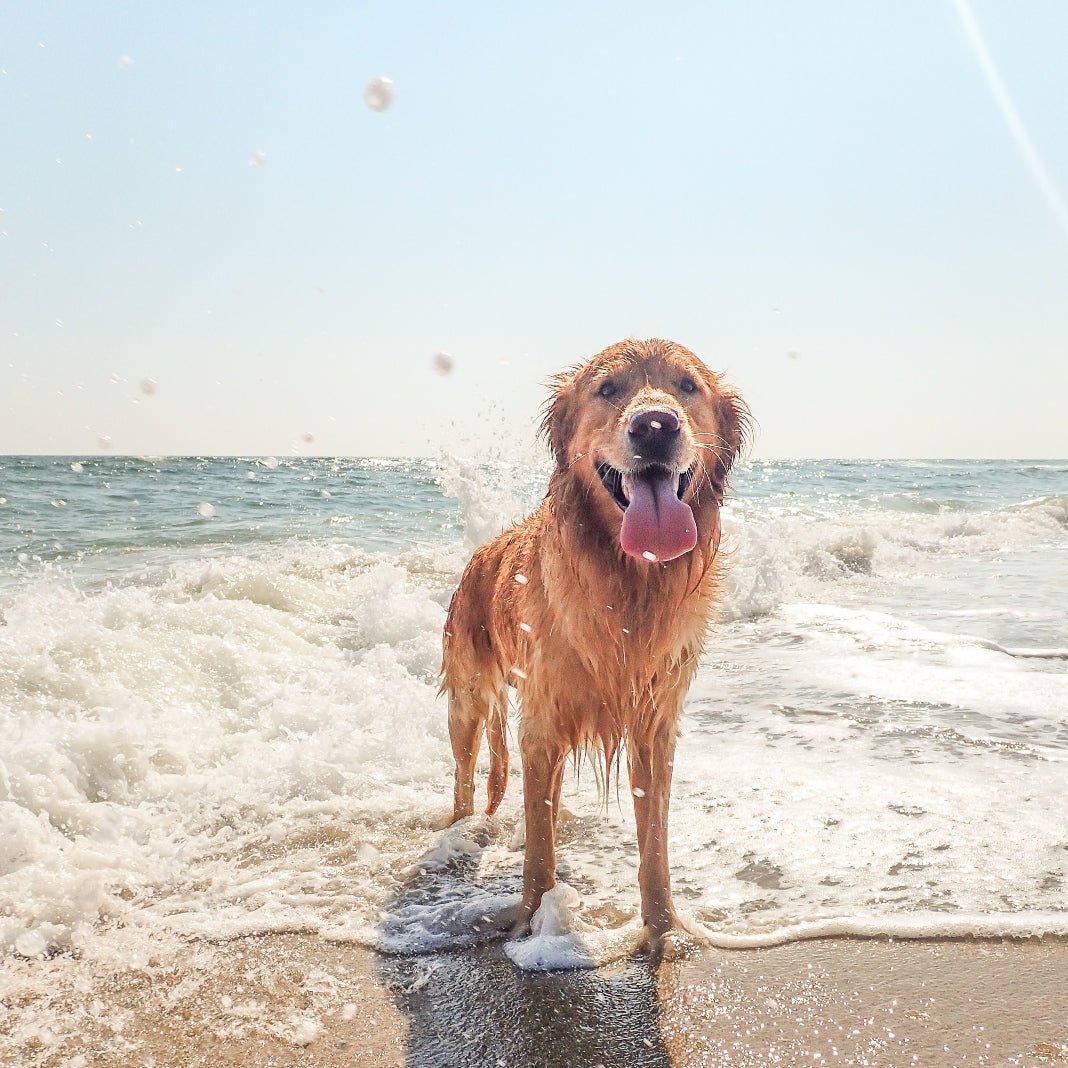 Top 5 Dog Friendly Beaches In California - SUNNYLiFE US